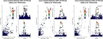 Integrative multi-omics summary-based mendelian randomization identifies key oxidative stress-related genes as therapeutic targets for atrial fibrillation and flutter